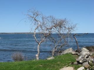 Lone Tree at Ordiorne Pt., NH, 11-May-2008